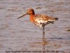 Black-tailed Godwit at Oxenham Farm (Steve Arlow) (132087 bytes)